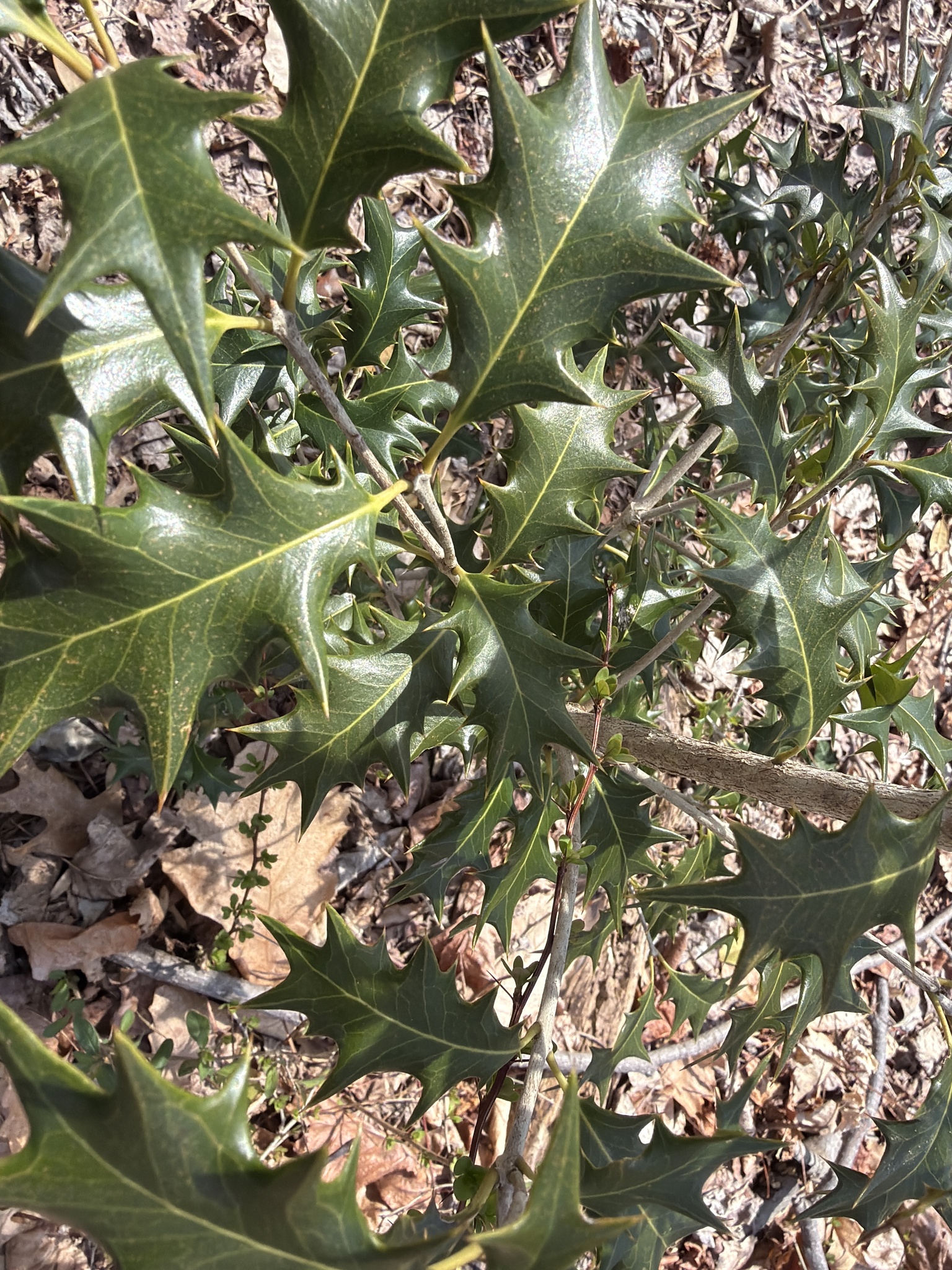 Holly Osmanthus (Osmanthus heterophyllus)