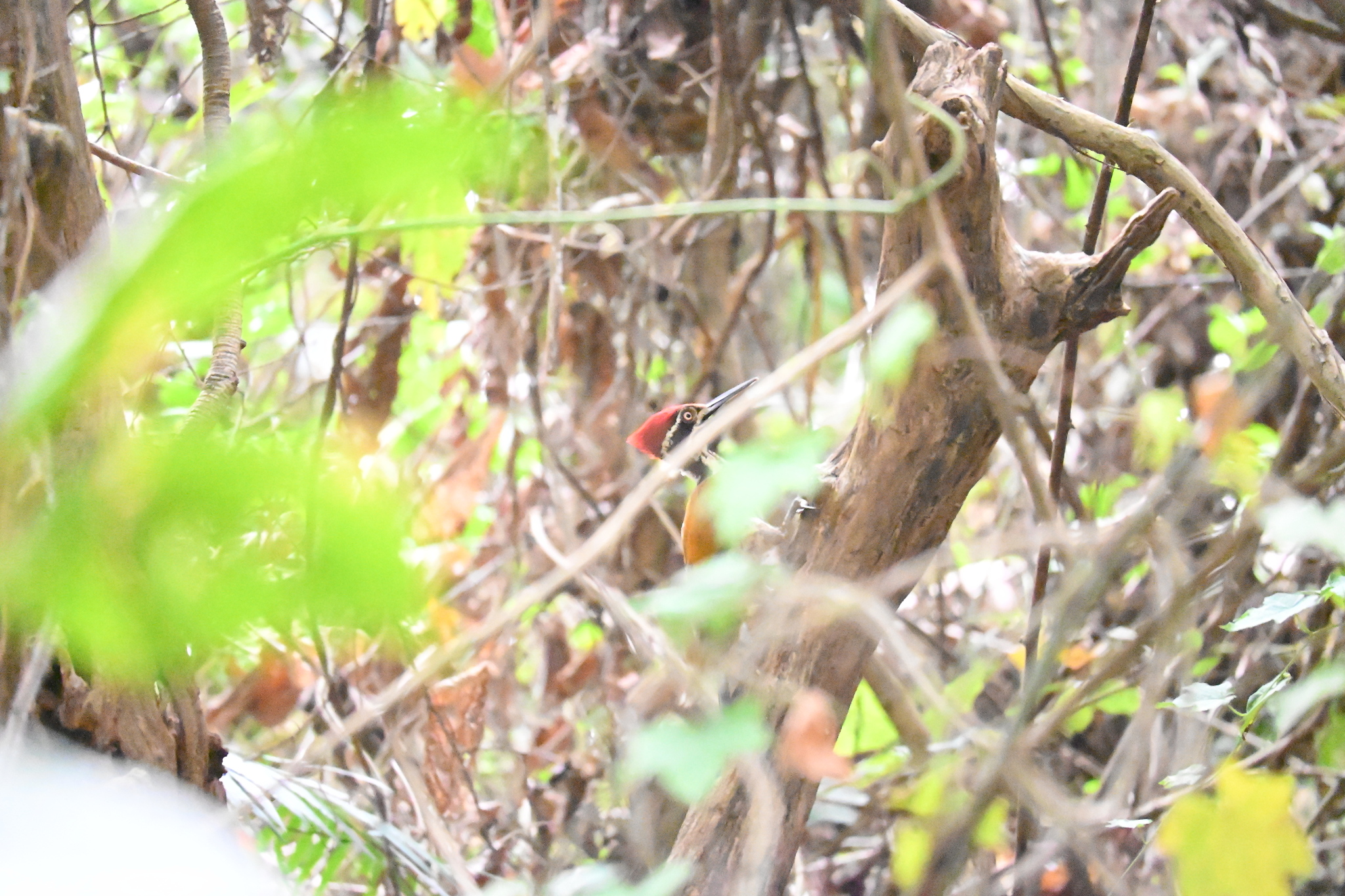 Malabar Flameback (Chrysocolaptes socialis), photo 8