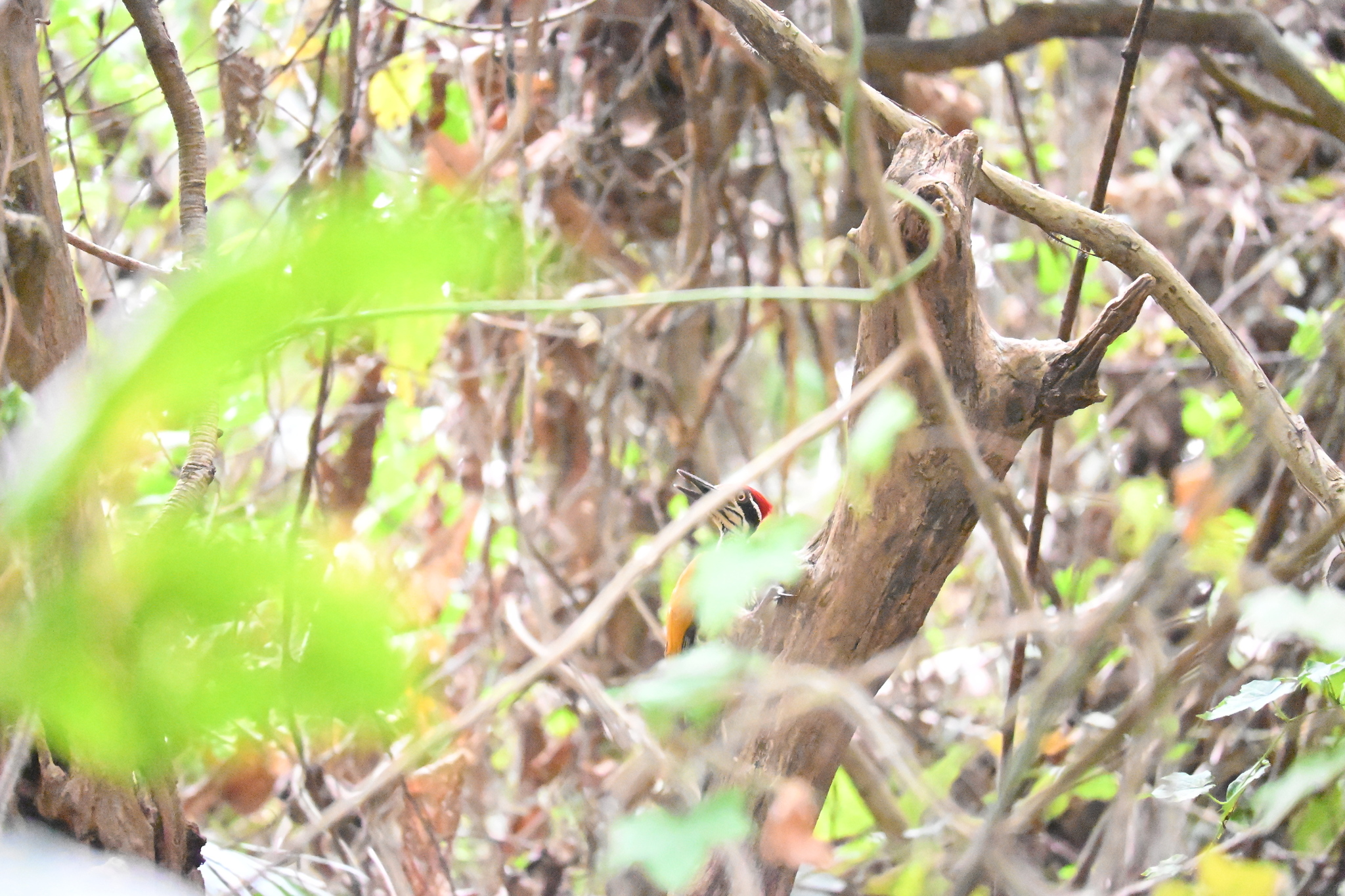 Malabar Flameback (Chrysocolaptes socialis), photo 6