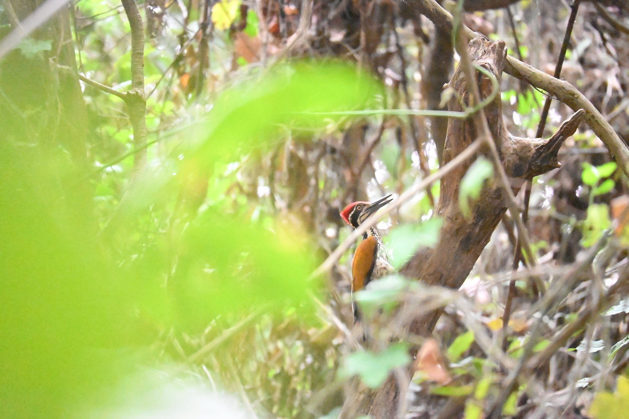 Malabar Flameback (Chrysocolaptes socialis), photo 7