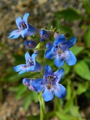Penstemon albertinus