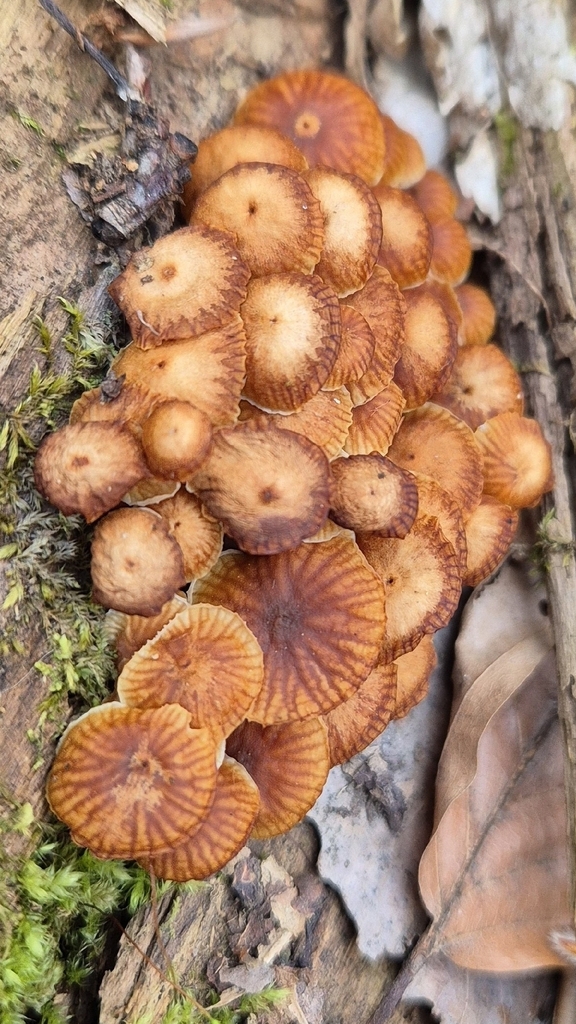 Xeromphalina campanella · March 2026 · photo: © silkseeker (iNaturalist, cc-by)