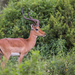 Common Impala - Photo (c) Diogo Luiz, some rights reserved (CC BY-SA), uploaded by Diogo Luiz