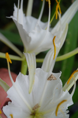 Petrophila santafealis image