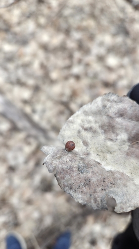 Unknown species found near Maple Lake Township, MN, USA