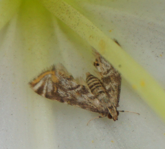Petrophila santafealis image