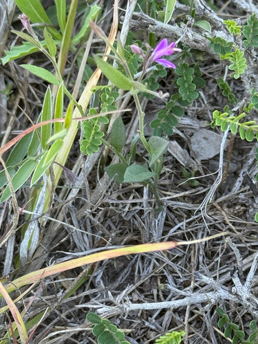 Lindheimer's Milkwort (Rhinotropis lindheimeri)