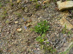 Penstemon albertinus