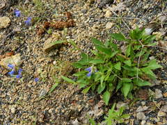 Penstemon albertinus