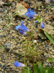 Penstemon albertinus