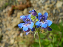 Penstemon albertinus