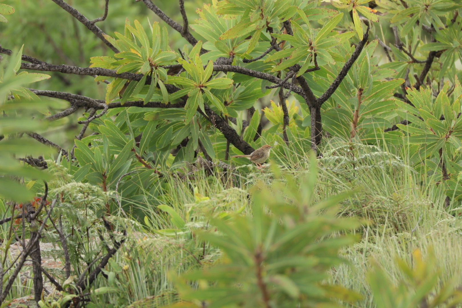 Rock-loving Cisticola (Cisticola aberrans), photo 3