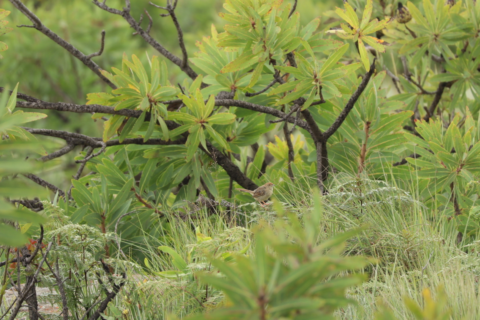 Rock-loving Cisticola (Cisticola aberrans), photo 4