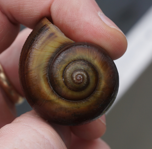 Florida Apple Snail