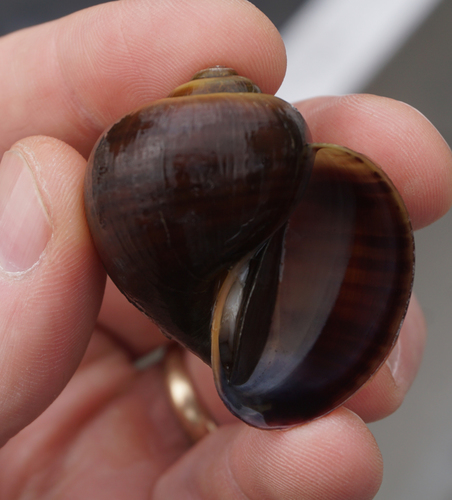 Florida Apple Snail