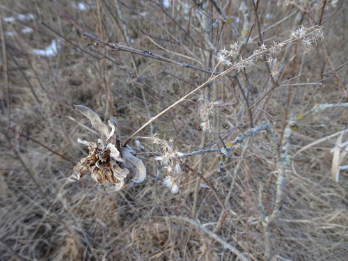 Unknown species found near Afton State Park, Afton, MN, USA