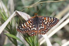 Euphydryas chalcedona klotsi