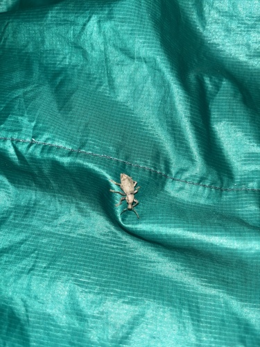iNaturalist observation photo of Broad-nosed Weevils