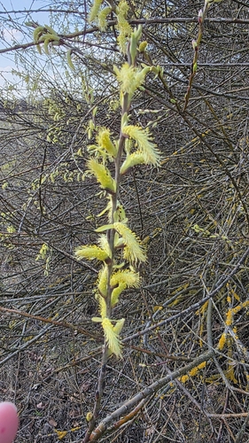 Bitter Willow (Salix eleagnos)