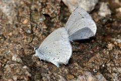 Celastrina echo cinerea