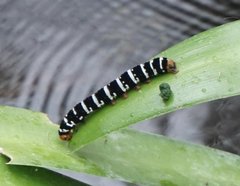 Xanthopastis regnatrix