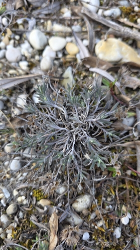 Mountain Germander (Teucrium montanum)