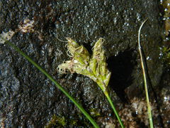 Carex douglasii