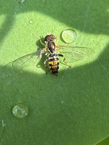Unknown species found near Pisgah National Forest, Candler, NC, US