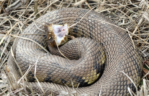 Northern Cottonmouth, photo 9 of 9