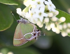 Callophrys xami
