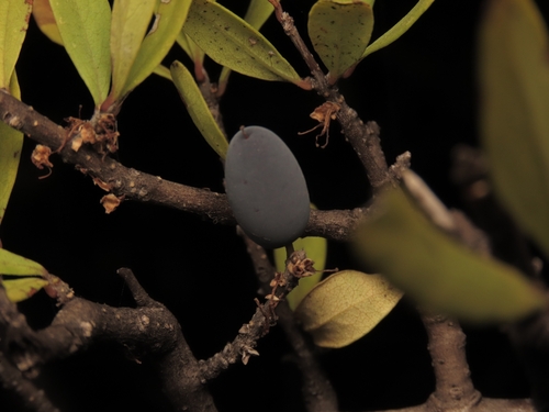 Forestiera macrocarpa (Forestiera macrocarpa)