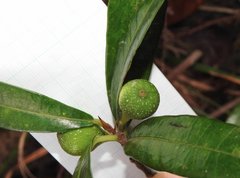 Ficus pyriformis