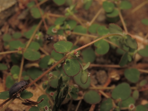 Cape Sandmat (Euphorbia dentosa)