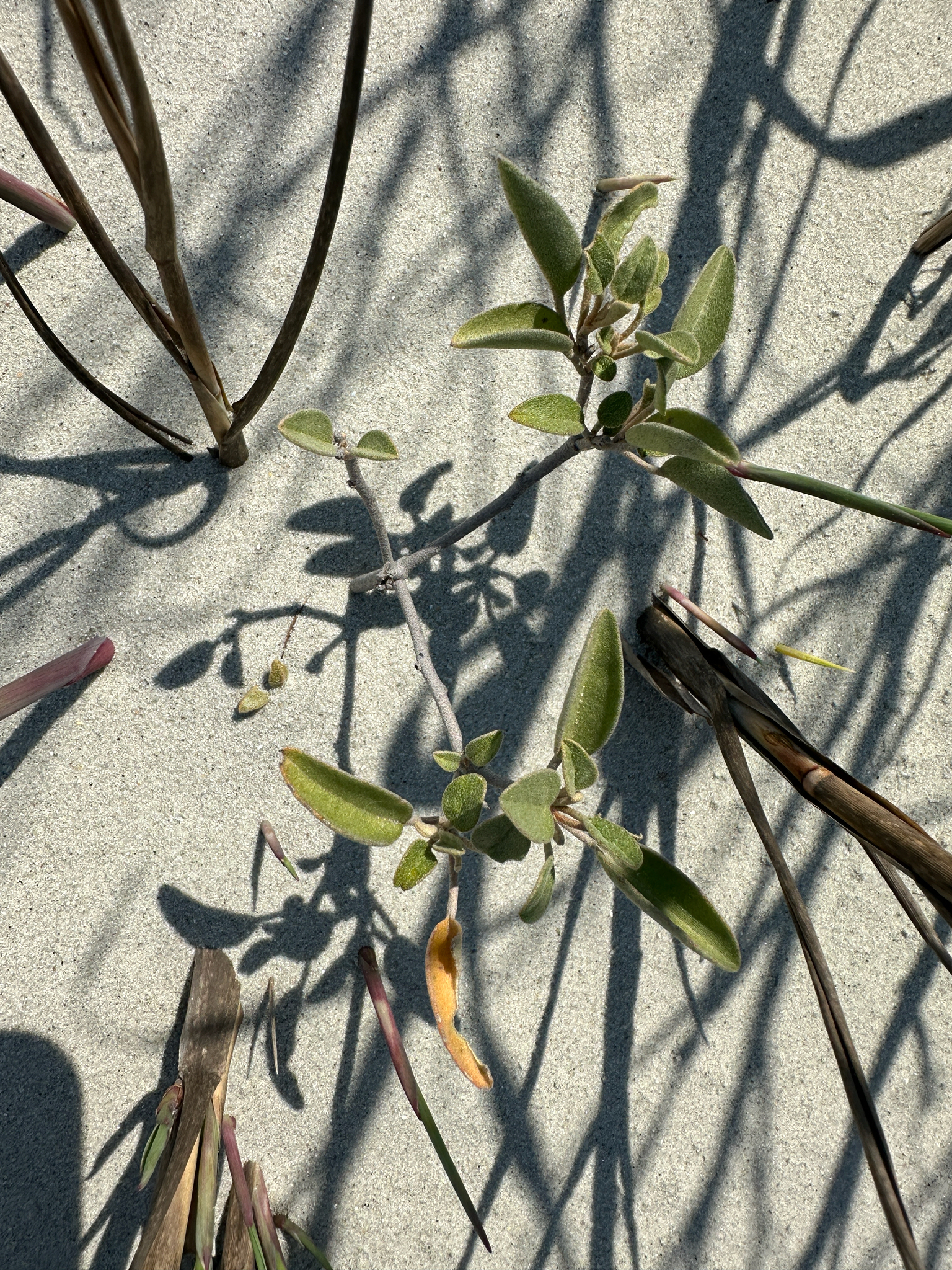 Beach Croton (Croton punctatus)