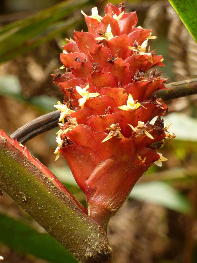 Calathea timothei