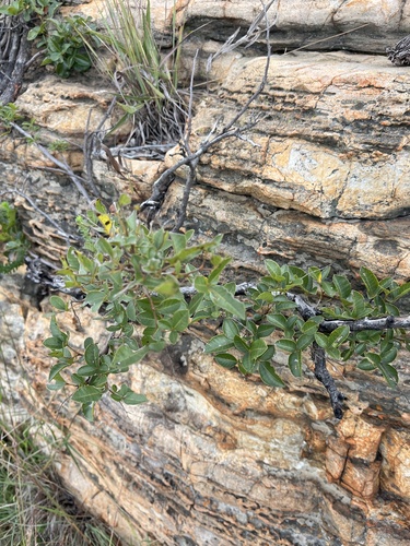 Hardleaf Currantrhus (Searsia tumulicola)