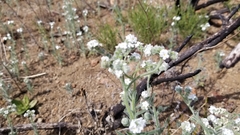 Cryptantha muricata