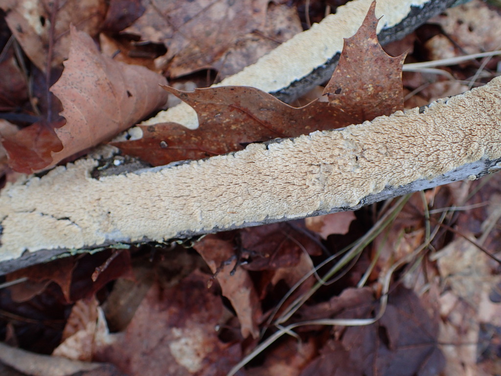 Irpex lacteus · March 2026 · photo: © tniernberger (iNaturalist, cc0)