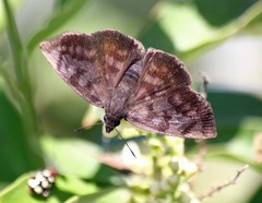 Pellicia arina