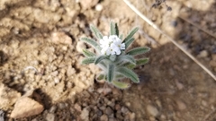 Cryptantha muricata