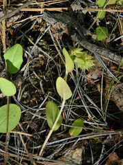 Mertensia longiflora