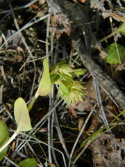 Mertensia longiflora