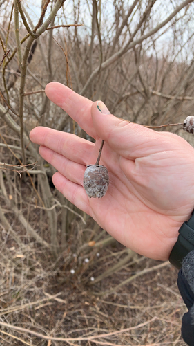 Unknown species found near Oak Harbor