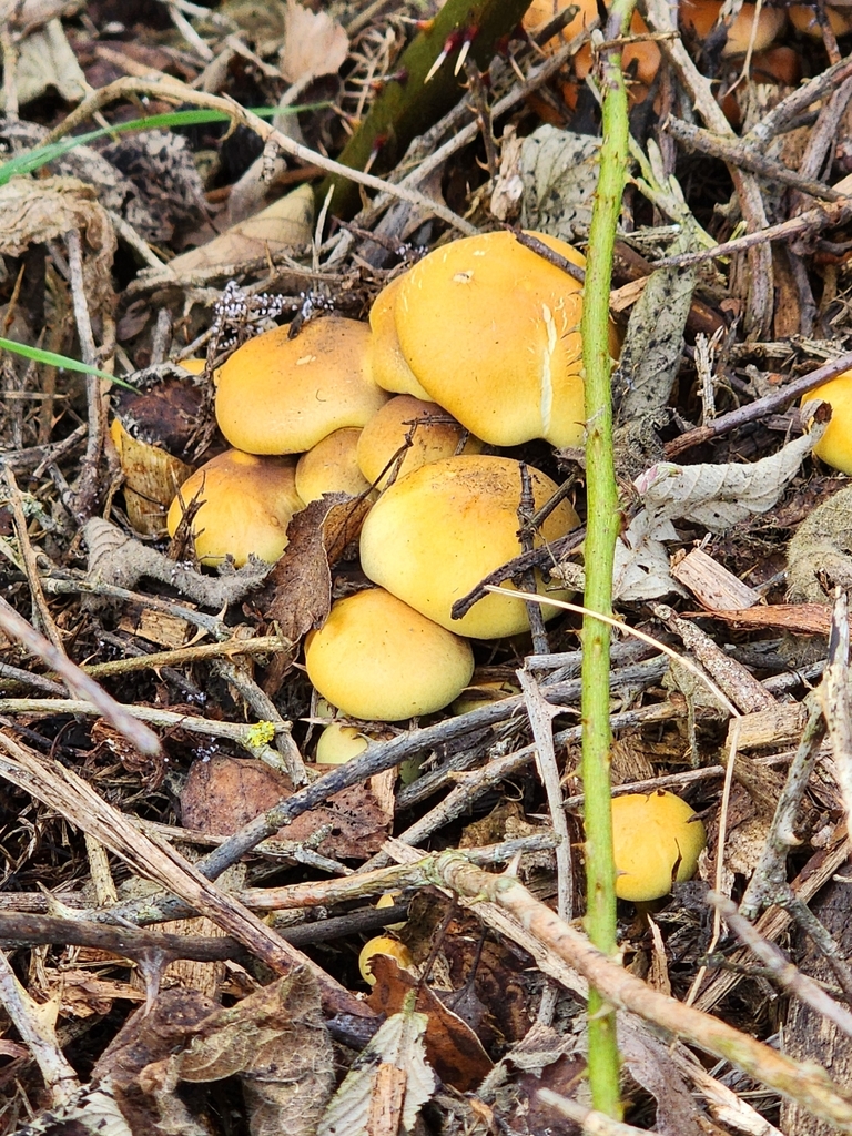 Hypholoma fasciculare · March 2026 · photo: © dave_r_clark (iNaturalist, cc-by)