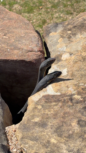 Common Coachwhip