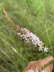 Epacris pulchella