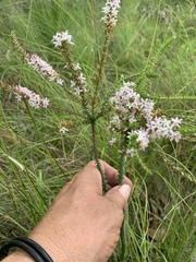 Epacris pulchella