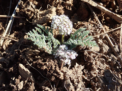 Lomatium nevadense