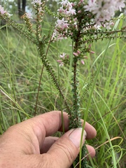 Epacris pulchella