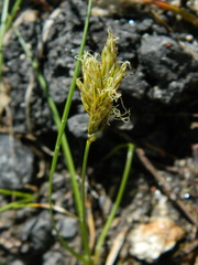 Carex douglasii